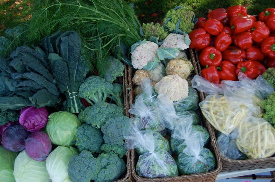 Photo 2 from GARDENSHARE INC